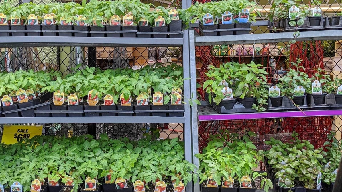 A Step-by-Step Guide to Planting Your Summer Vegetables
