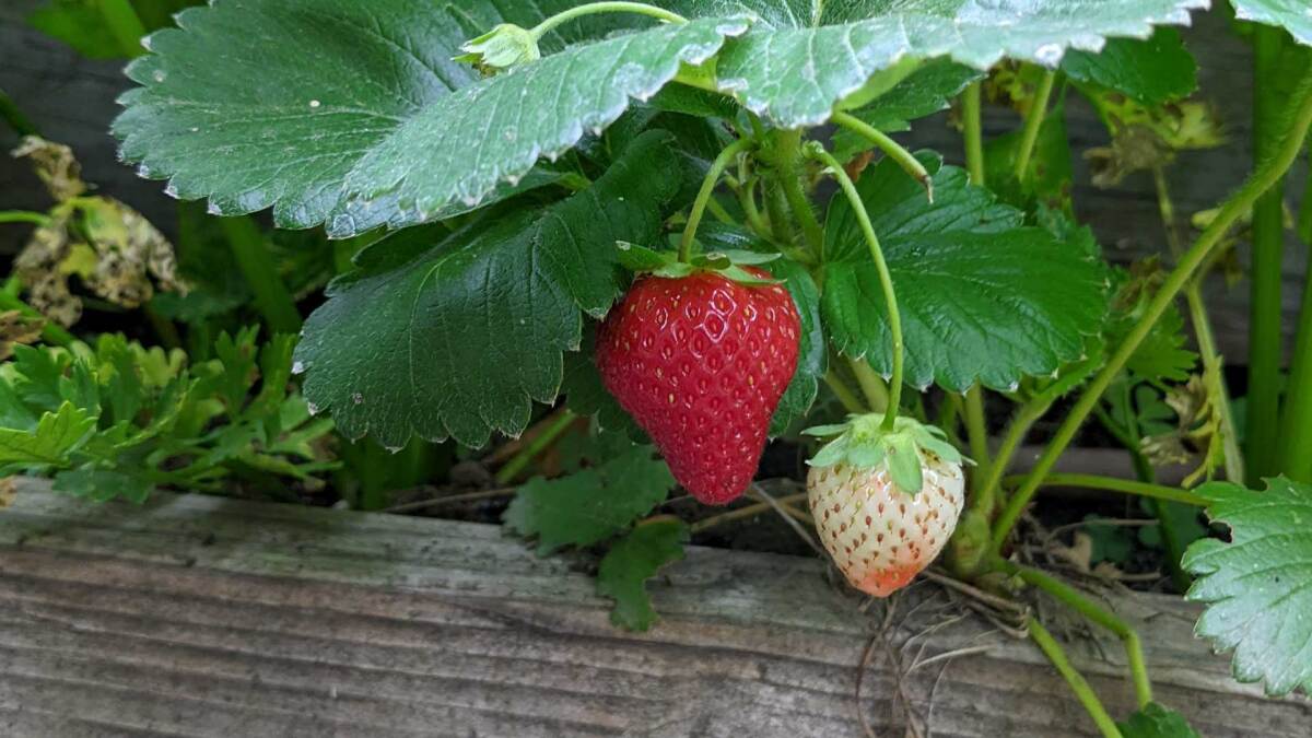All the Gardening Tasks You Should Do in June