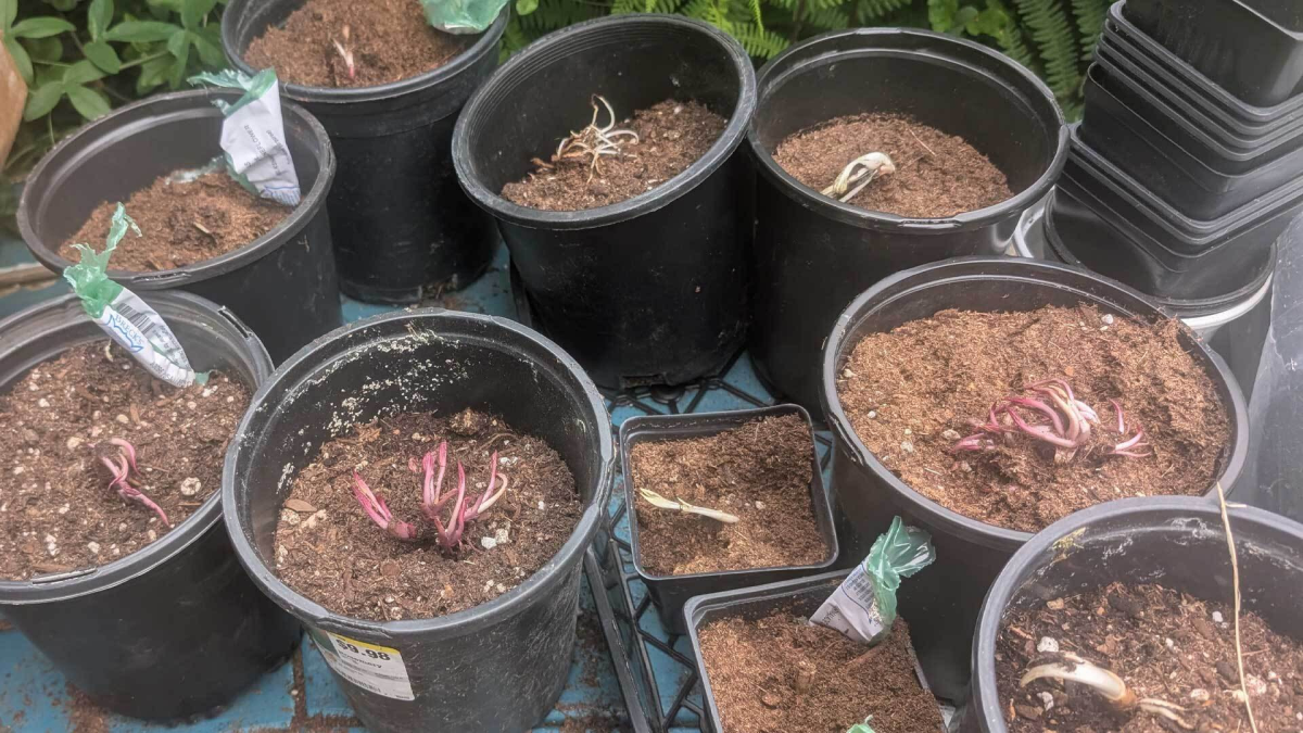 Why I Buy Bare Root Plants Instead of Pretty Flowering Plants